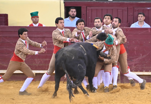 Campo Pequeño: los Forçados mantienen viva la llama de la Tauromaquia Portuguesa