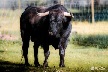Estos son los toros de la ganadería Dolores Aguirre para Madrid
