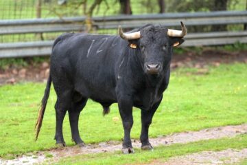 Estos son los toros de Alcurrucén para Hellín